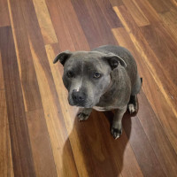 Photo of Stacey (Stax)