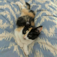 Photo of Calli ** 2nd Chance Cat Rescue **