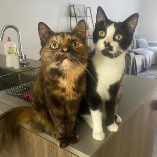 Theo and Kleo - Domestic Medium Hair (DMH) Cat