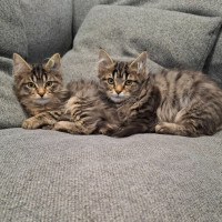 Photo of Brianna & Blossom