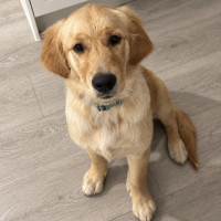 Photo of Luna
