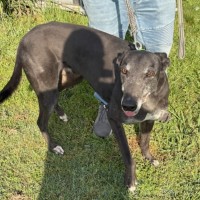 Photo of Archie