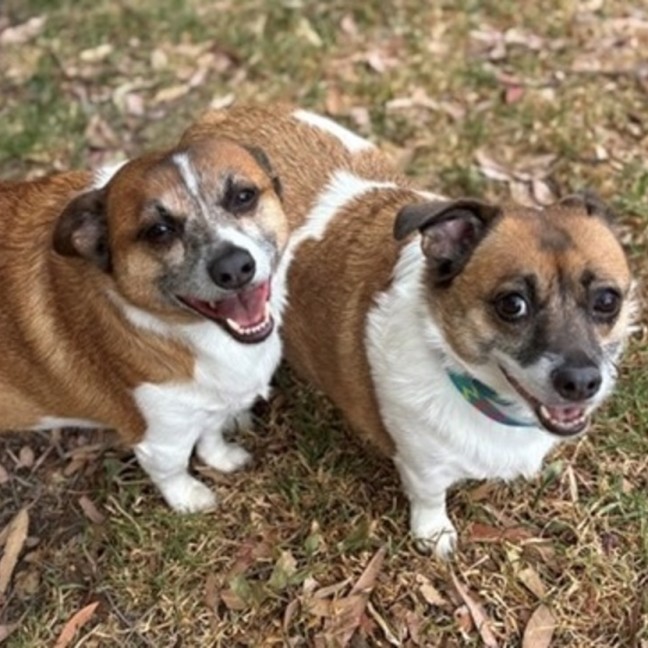 Photo of Bella & Rocky 