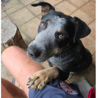 Photo of Digger
