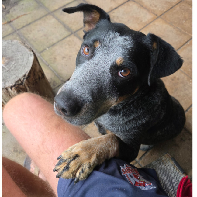 Photo of Digger