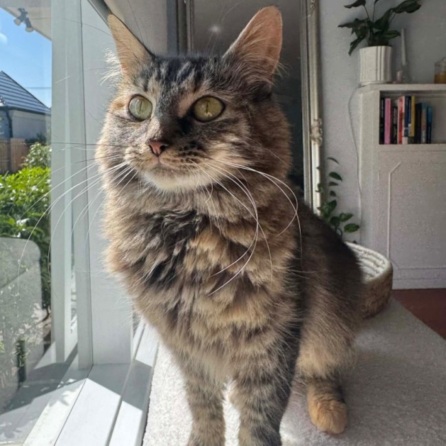 Photo of Skittles
