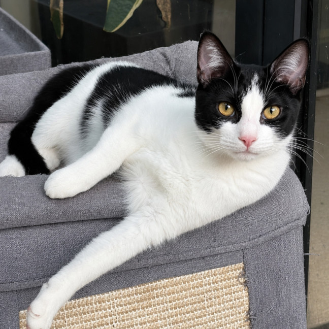 Photo of Nugget