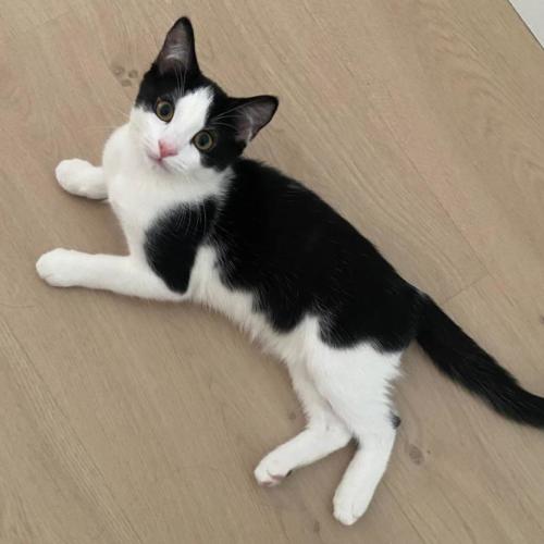 Archie - Domestic Short Hair (DSH) Cat