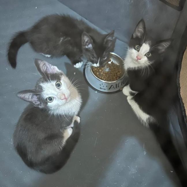 Photo of Mittens, Socks,  Oreo, Felix 