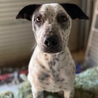Photo of Casper (Bessie's Puppy)