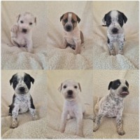 Photo of Fern's Litter
