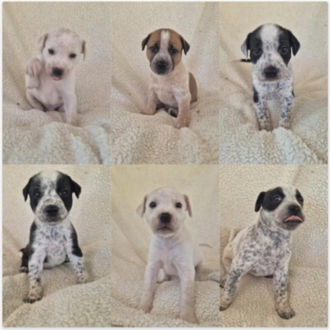 Photo of Fern's Litter
