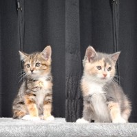 Photo of Kiki And Nikita