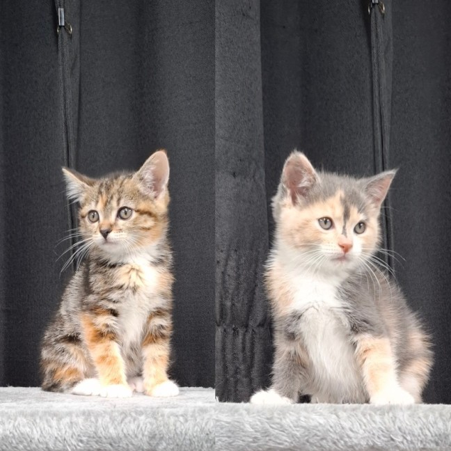 Photo of Kiki And Nikita