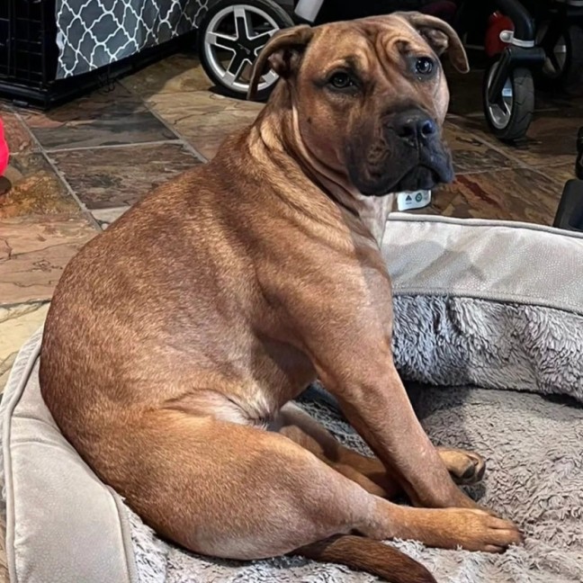 Photo of Dixie