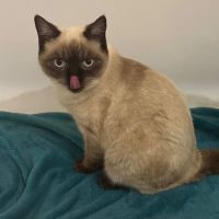 Photo of Pecan