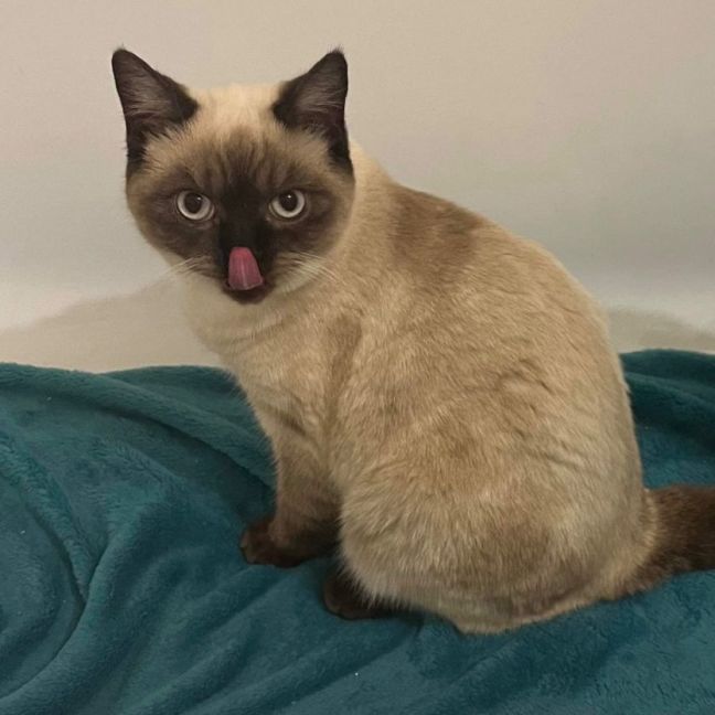 Photo of Pecan