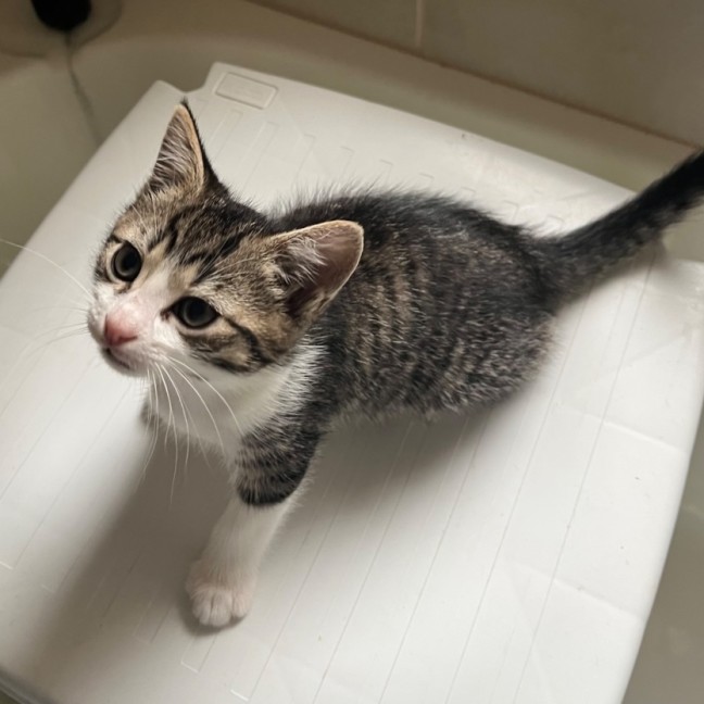 Photo of Mr Featherington  