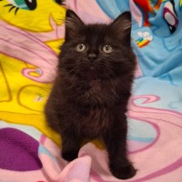 Photo of Annabelle