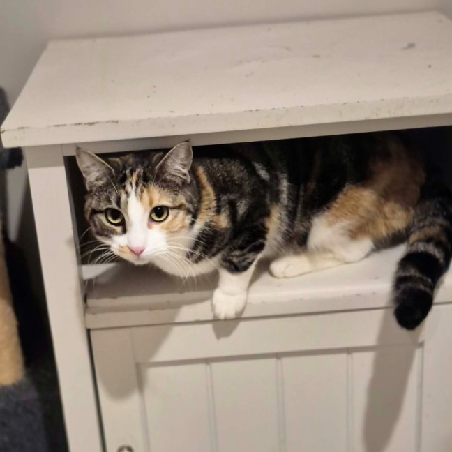 Photo of Mama Bear ** 2nd Chance Cat Rescue**