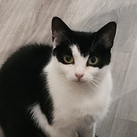 Photo of Batty**2nd Chance Cat Rescue**