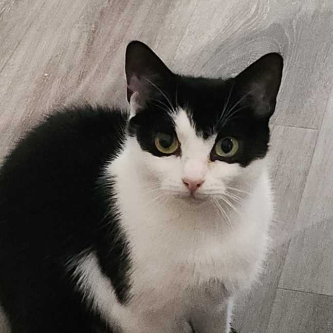 Photo of Batty**2nd Chance Cat Rescue**