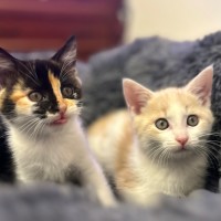 Photo of Champagne And Oj