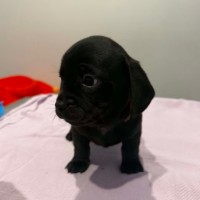 Photo of Jett