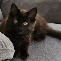 Photo of Buster ^^Dandy Cat Rescue^^