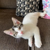 Photo of Archie ^^Dandy Cat Rescue^^