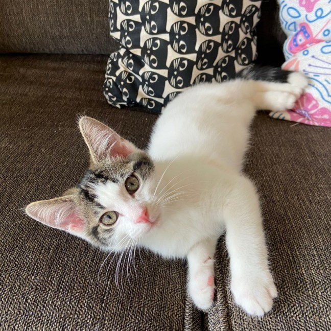 Photo of Archie ^^Dandy Cat Rescue^^