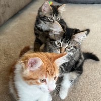 Photo of Stormie & Stella 💙🌷