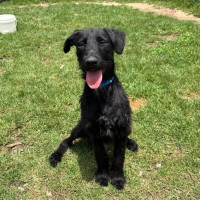 Photo of Sooty Imp 2422