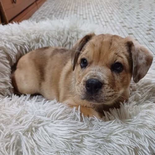 Squish - French Bulldog x Australian Shepherd Dog