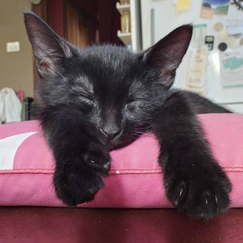 Harry - Domestic Short Hair (DSH) Cat