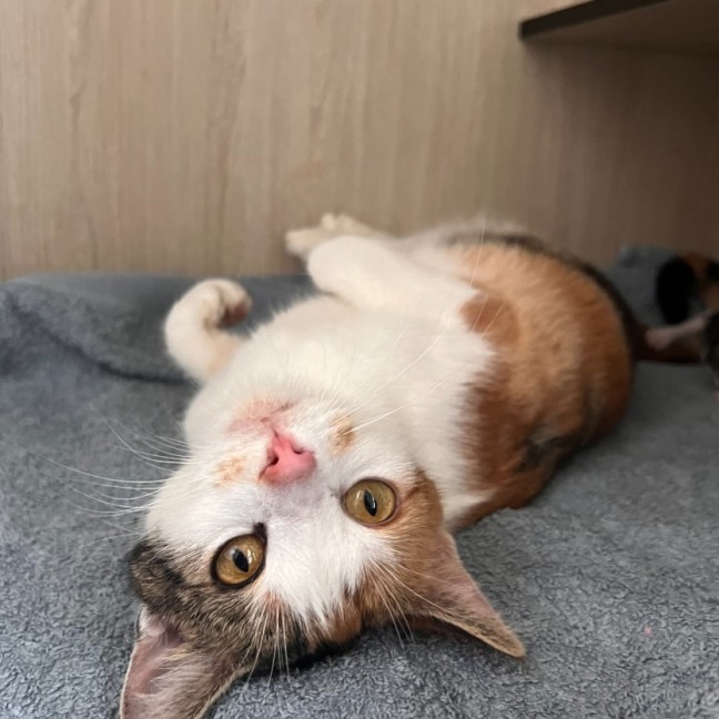 Photo of C1379 Lucky