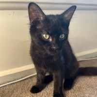 Photo of Monkey 🐒💙 *9 Lives Project Rescue*