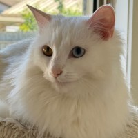 Photo of Mochi 