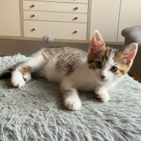 Photo of Nugget