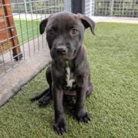 Photo of D1127 Betty