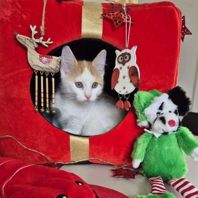 Photo of White & Ginger Kitten