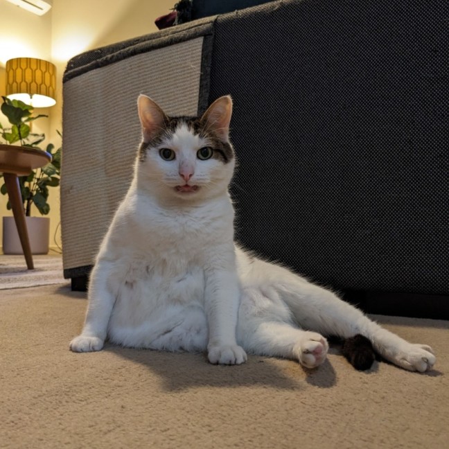 Photo of Merlin   Located In Wallan