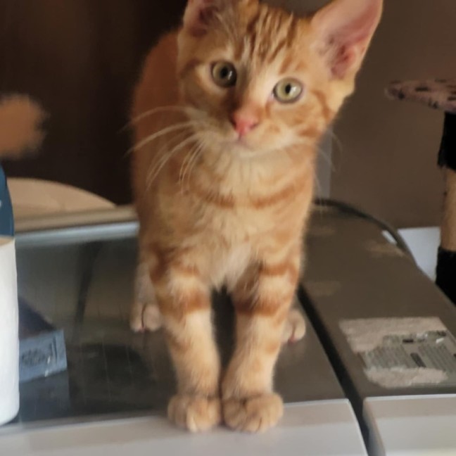 Photo of Simba *9 Lives Project Rescue*