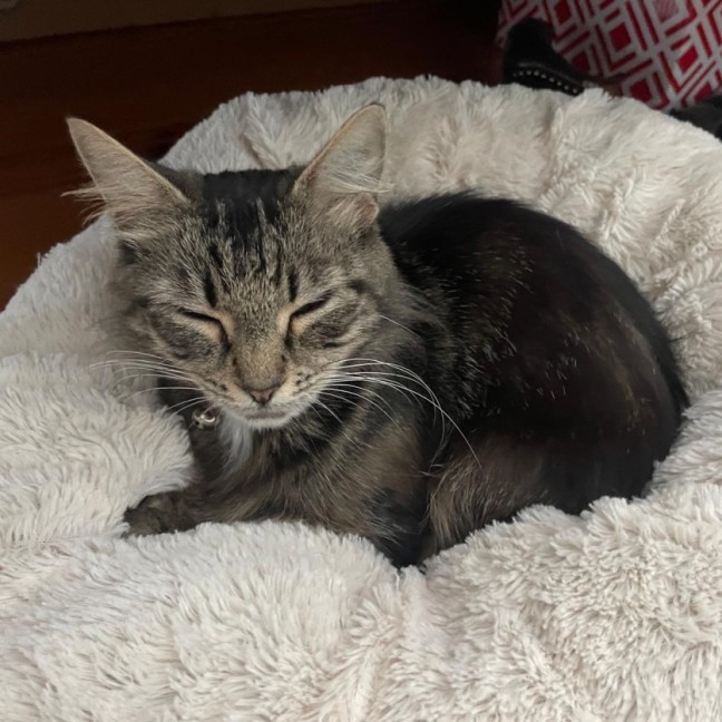 Photo of Mercy ^^Dandy Cat Rescue^^