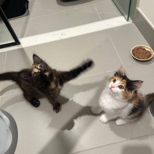 Photo of Sage & Fennel