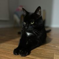 Photo of Caspian