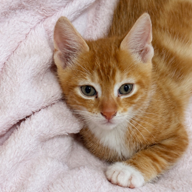 Photo of Simba 🐈🧡