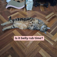 Photo of 😻Neko!😻