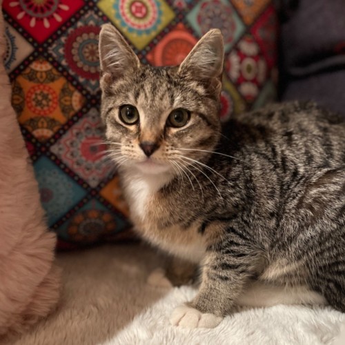 Fossil - Domestic Short Hair (DSH) Cat