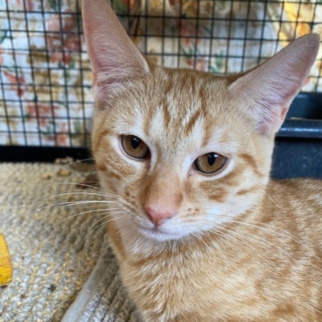 Photo of Phoenix